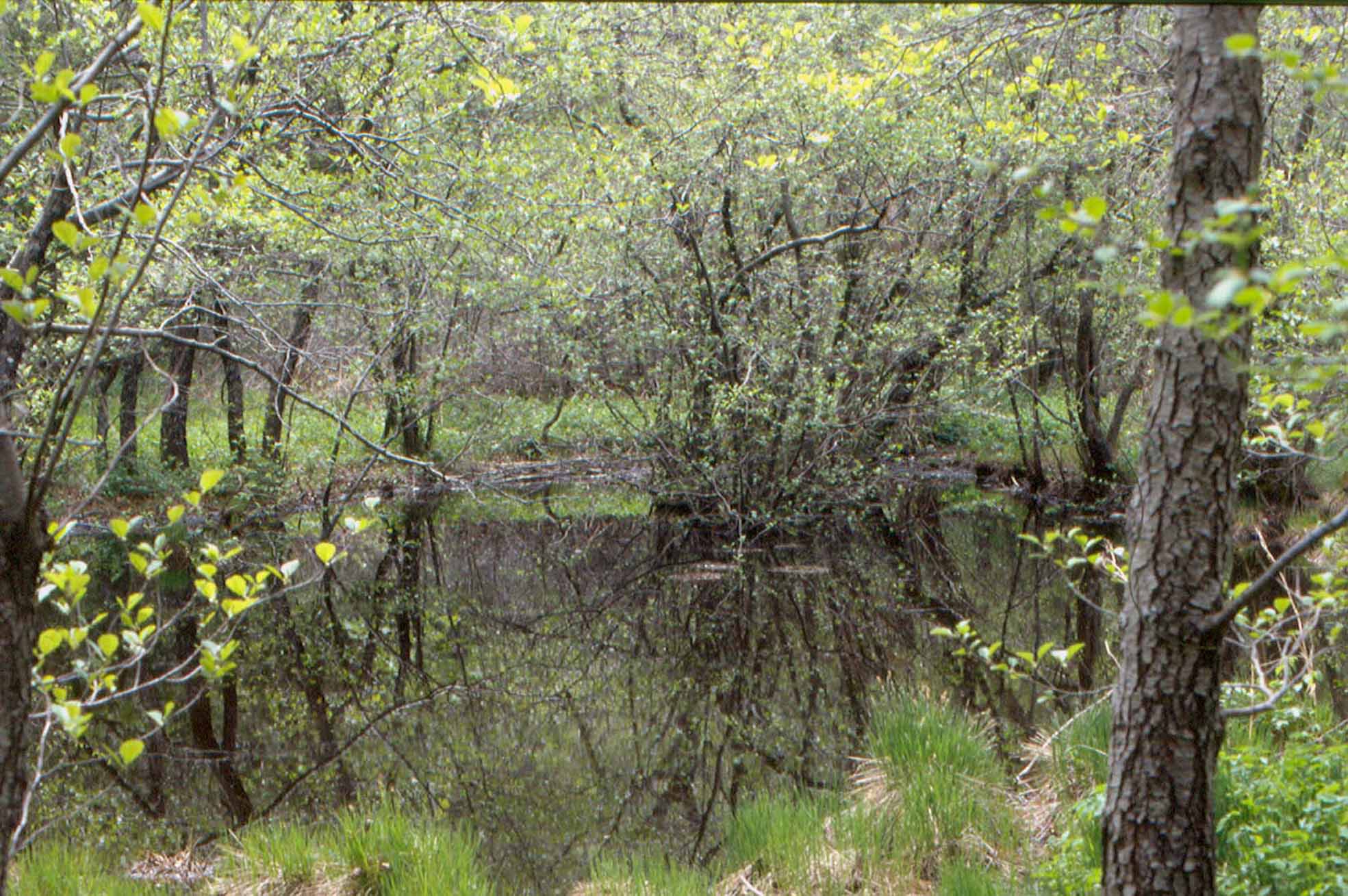 Torbiera nel bosco
